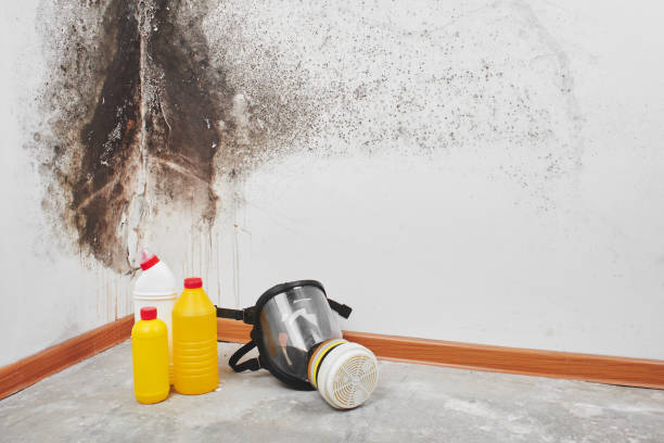 Best Mold Remediation  in Harbor Springs, MI