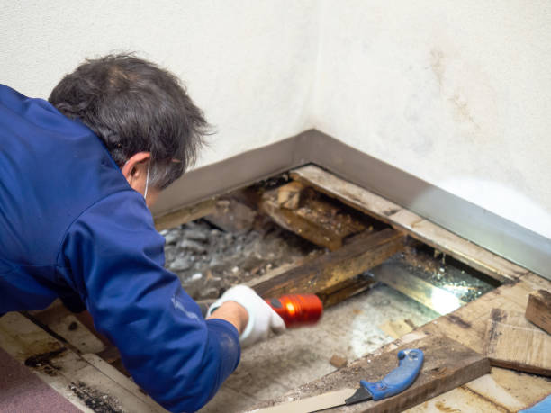 Best Professional Mold Removal  in Harbor Springs, MI