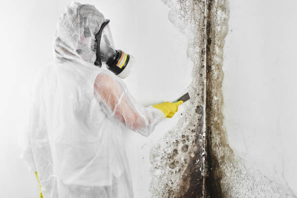 Best Mold Removal and Inspection  in Harbor Springs, MI