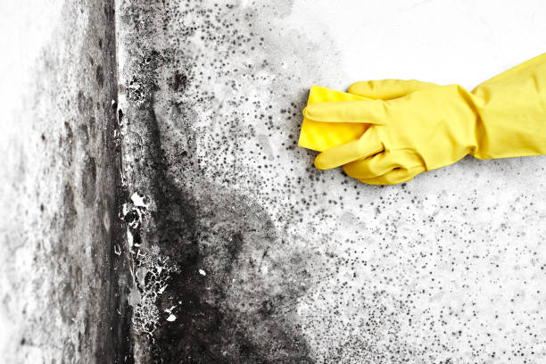 Best Commercial Mold Removal  in Harbor Springs, MI