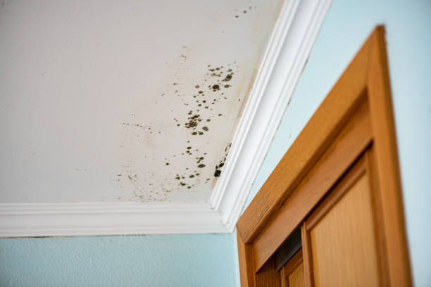 Trusted Harbor Springs, MI Mold Removal Experts