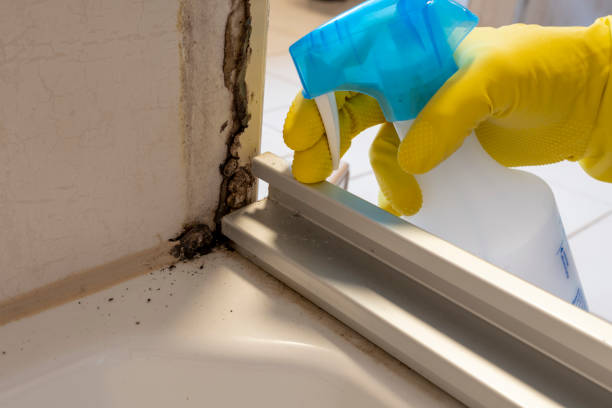 Best Black Mold Removal  in Harbor Springs, MI