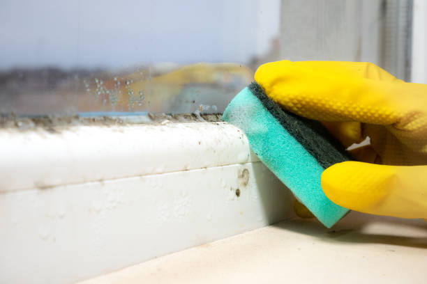 Best Residential Mold Removal  in Harbor Springs, MI