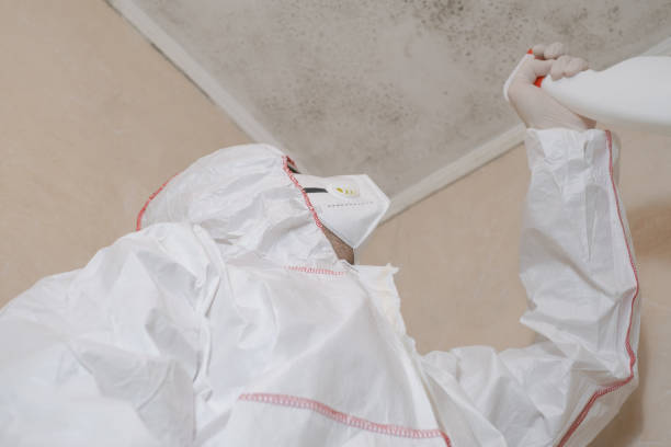 Certified Mold Removal in Harbor Springs, MI