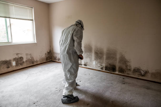 Best Local Mold Removal Service  in Harbor Springs, MI