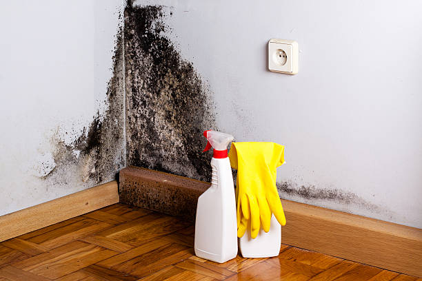 Best Certified Mold Removal  in Harbor Springs, MI