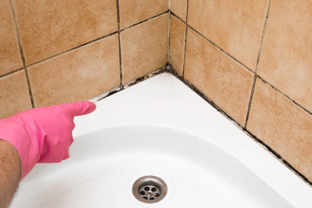 Best Commercial Mold Removal  in Harbor Springs, MI